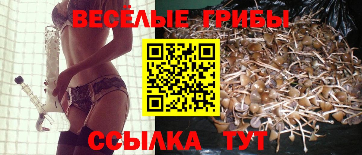 Донской  Галлюциногенные грибы Psilocybine cubensis  Вход с VPN 